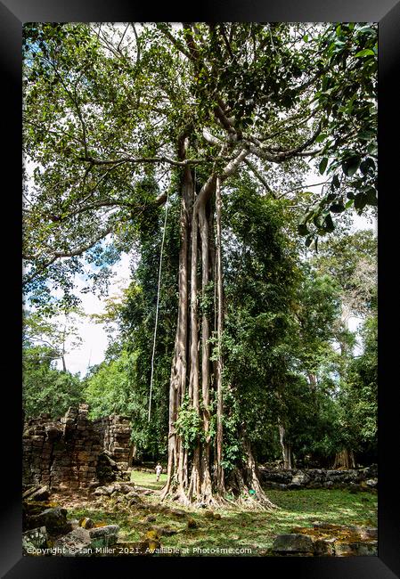 Tree in Cambodia Framed Print by Ian Miller