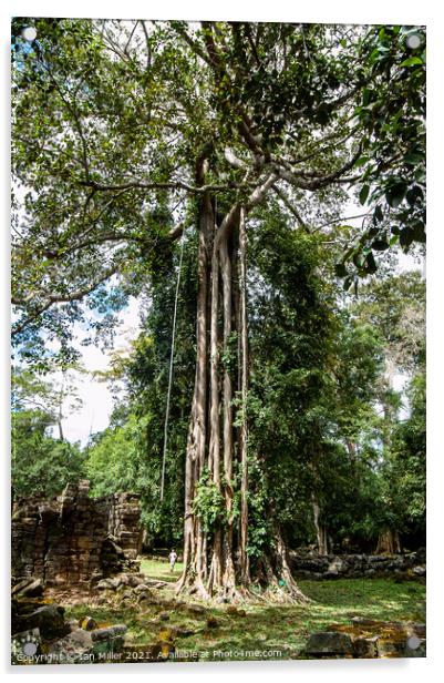 Tree in Cambodia Acrylic by Ian Miller
