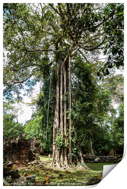 Tree in Cambodia Print by Ian Miller