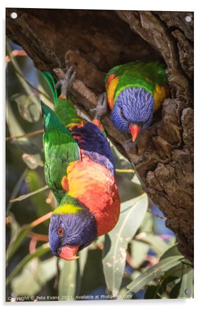 Rainbow Lorikeets Acrylic by Pete Evans