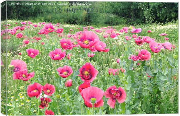 Blooming Poppies Canvas Print by Alison Chambers