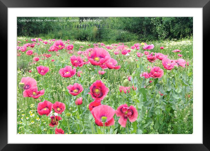 Blooming Poppies Framed Mounted Print by Alison Chambers