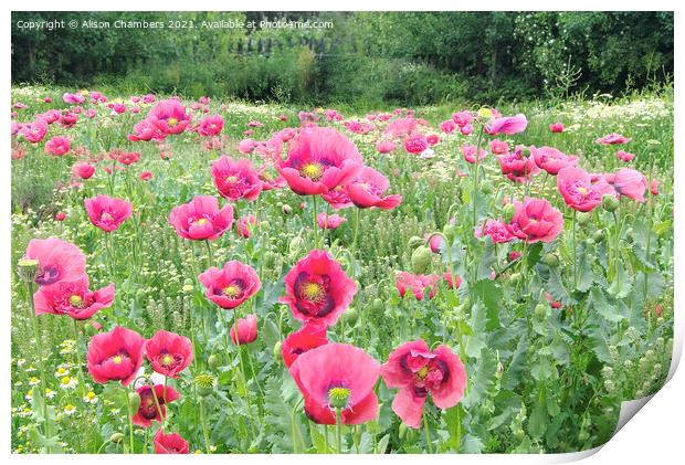 Blooming Poppies Print by Alison Chambers