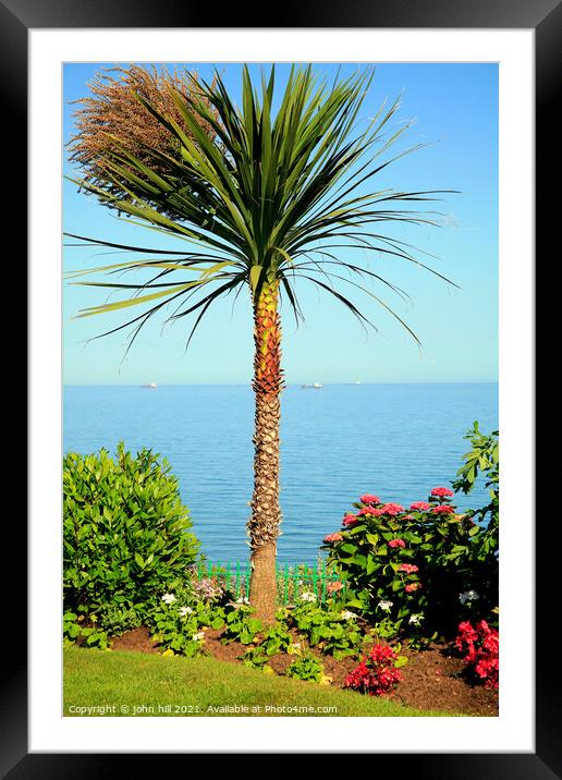 English palm tree. Framed Mounted Print by john hill