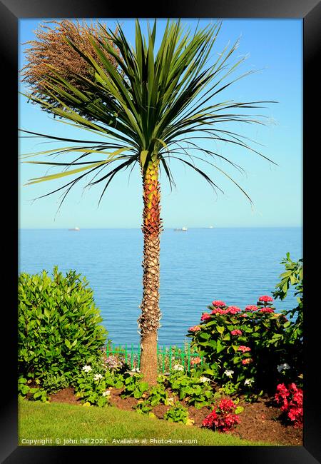 English palm tree. Framed Print by john hill