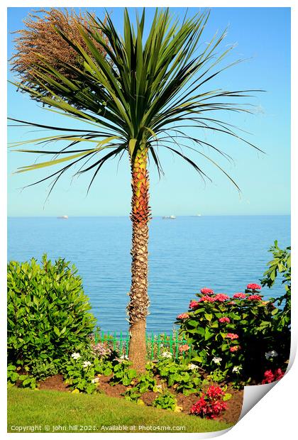 English palm tree. Print by john hill