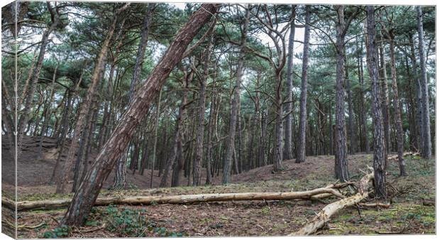 Formby Woods landscape Canvas Print by Jason Wells