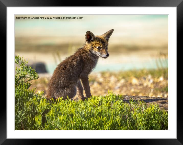 Fox Cub. Framed Mounted Print by Angela Aird