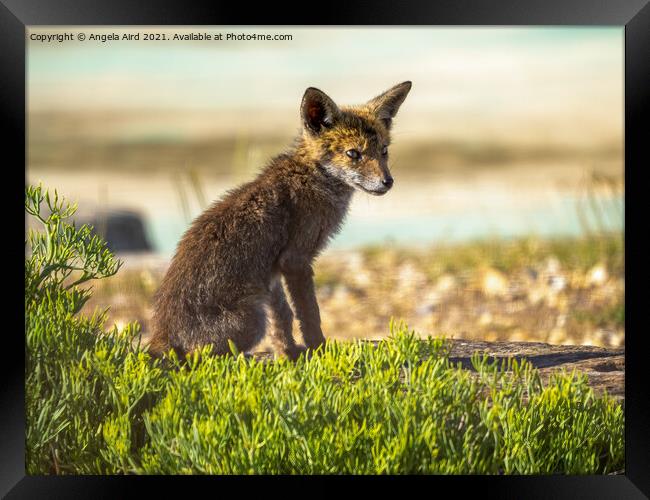 Fox Cub. Framed Print by Angela Aird
