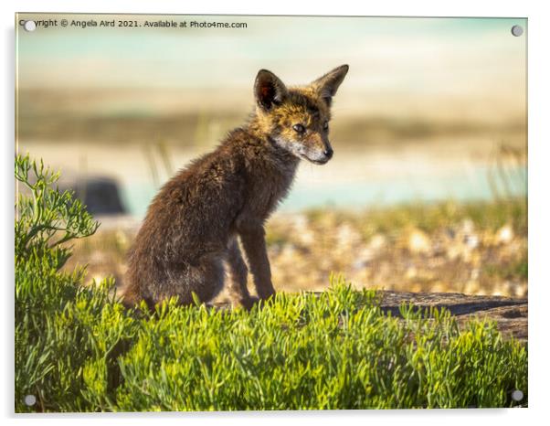 Fox Cub. Acrylic by Angela Aird