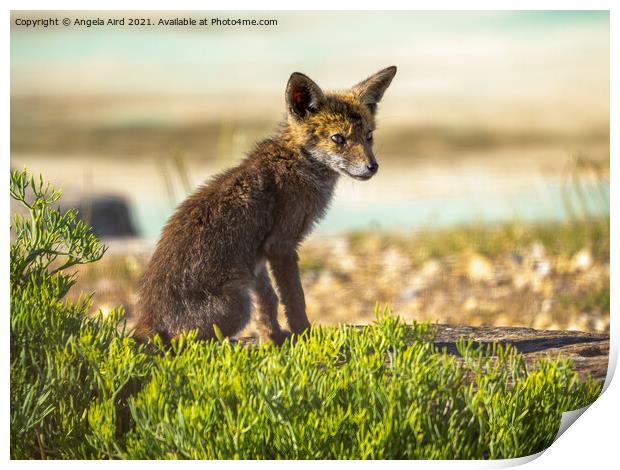 Fox Cub. Print by Angela Aird