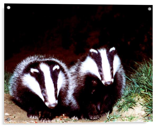 Badgers  Acrylic by Les Schofield