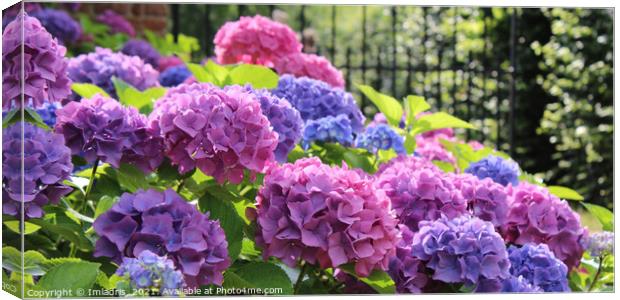 Hydrangea macrophylla pink and blue pano Canvas Print by Imladris 