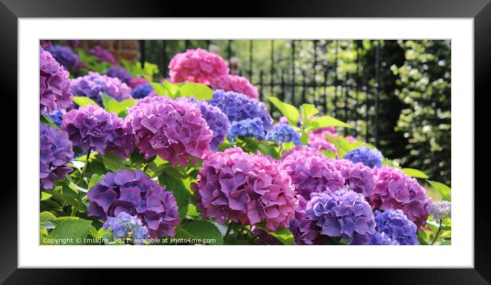 Hydrangea macrophylla pink and blue pano Framed Mounted Print by Imladris 