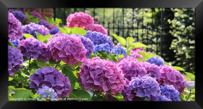 Hydrangea macrophylla pink and blue pano Framed Print by Imladris 