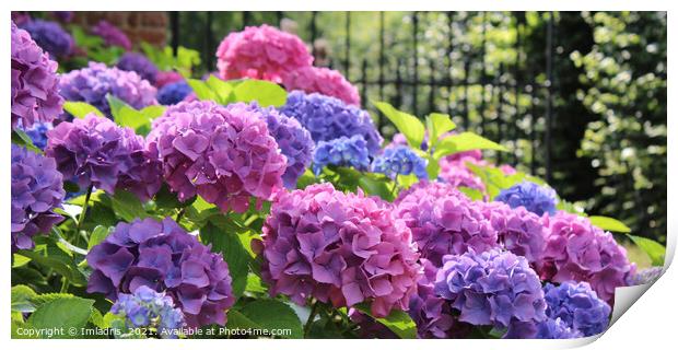 Hydrangea macrophylla pink and blue pano Print by Imladris 