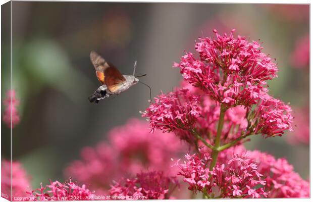 Hummingbird Hawk Moth on Valerian Canvas Print by Linda Lyon