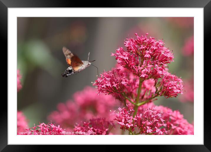 Hummingbird Hawk Moth on Valerian Framed Mounted Print by Linda Lyon