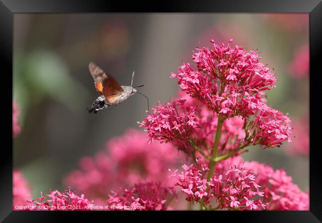 Hummingbird Hawk Moth on Valerian Framed Print by Linda Lyon