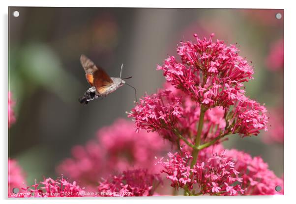 Hummingbird Hawk Moth on Valerian Acrylic by Linda Lyon