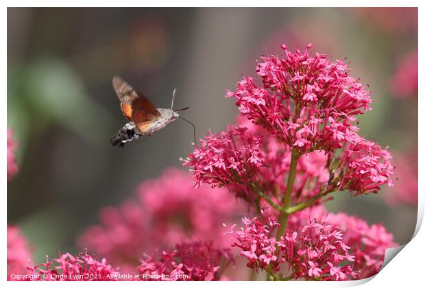 Hummingbird Hawk Moth on Valerian Print by Linda Lyon