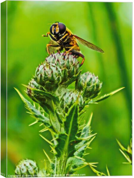 Hoverfly On a Thistle Canvas Print by GJS Photography Artist