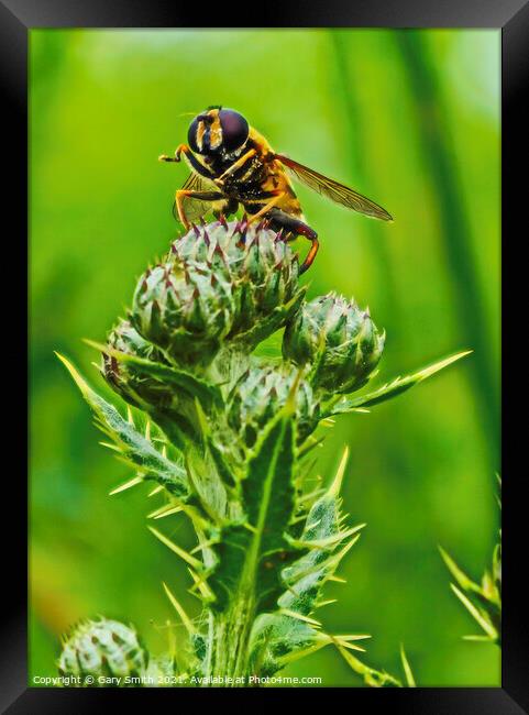 Hoverfly On a Thistle Framed Print by GJS Photography Artist