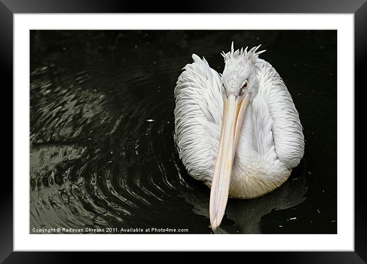 Pelican Framed Mounted Print by Radovan Chrenko