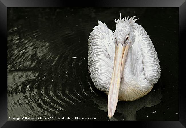 Pelican Framed Print by Radovan Chrenko
