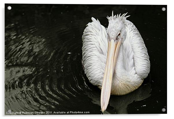 Pelican Acrylic by Radovan Chrenko