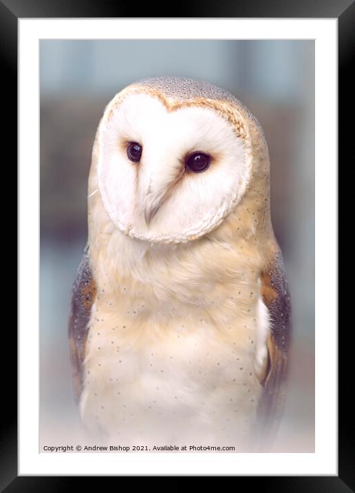 A close up of a barn owl Framed Mounted Print by Andrew Bishop