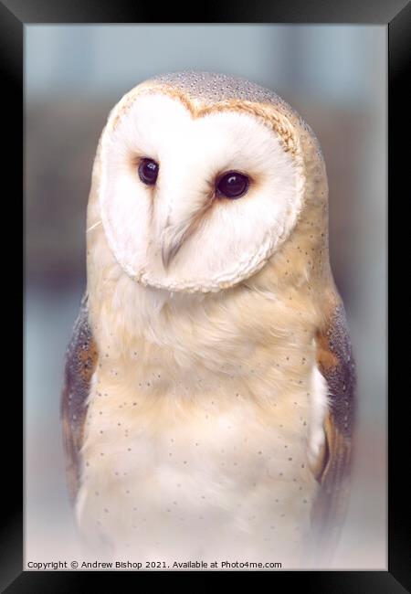 A close up of a barn owl Framed Print by Andrew Bishop