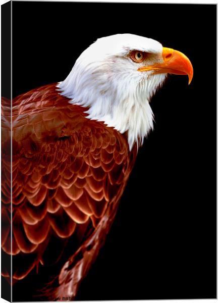 Alaskan Eagle Canvas Print by Andrew Bishop