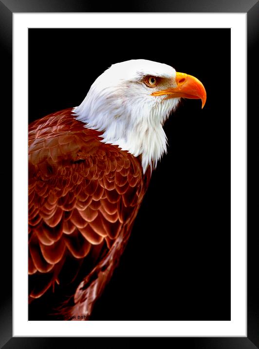 Alaskan Eagle Framed Mounted Print by Andrew Bishop