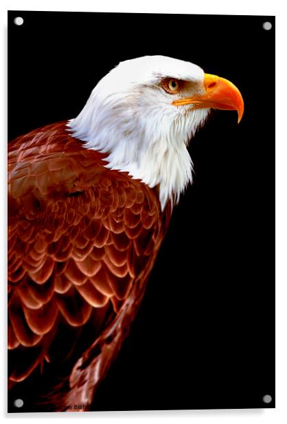 Alaskan Eagle Acrylic by Andrew Bishop