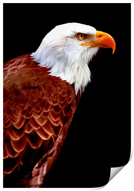 Alaskan Eagle Print by Andrew Bishop