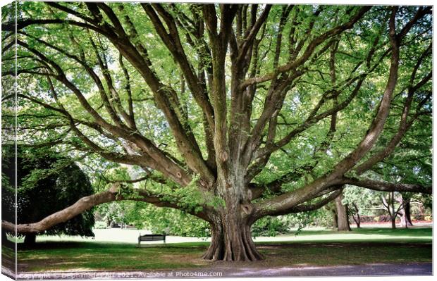 Majestic tree in Christchurch botanic gardens Canvas Print by Delphimages Art