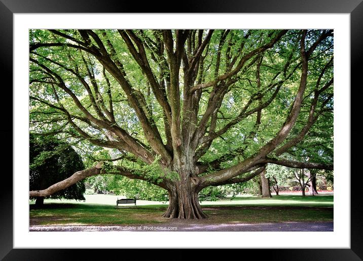 Majestic tree in Christchurch botanic gardens Framed Mounted Print by Delphimages Art