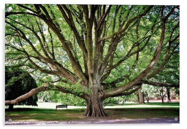 Majestic tree in Christchurch botanic gardens Acrylic by Delphimages Art