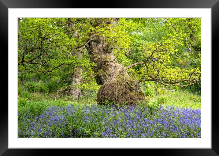 Bluebells in the Oakwood Framed Mounted Print by Janet Burdon