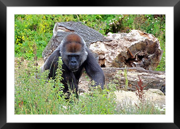 Gorilla Framed Mounted Print by Radovan Chrenko