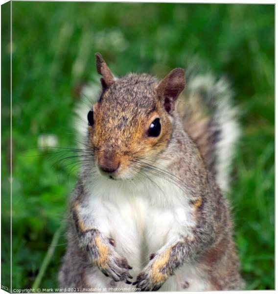Inquisitive Squirrel. Canvas Print by Mark Ward