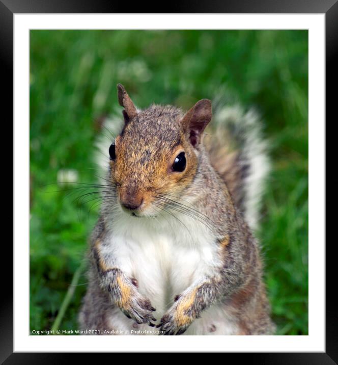 Inquisitive Squirrel. Framed Mounted Print by Mark Ward