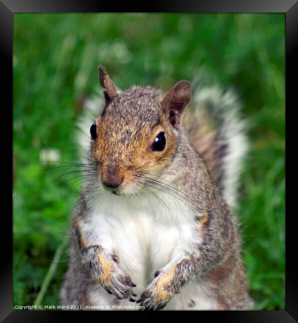 Inquisitive Squirrel. Framed Print by Mark Ward
