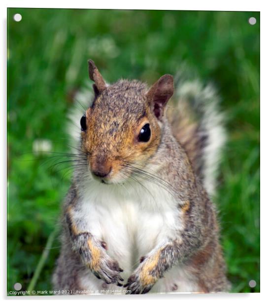 Inquisitive Squirrel. Acrylic by Mark Ward