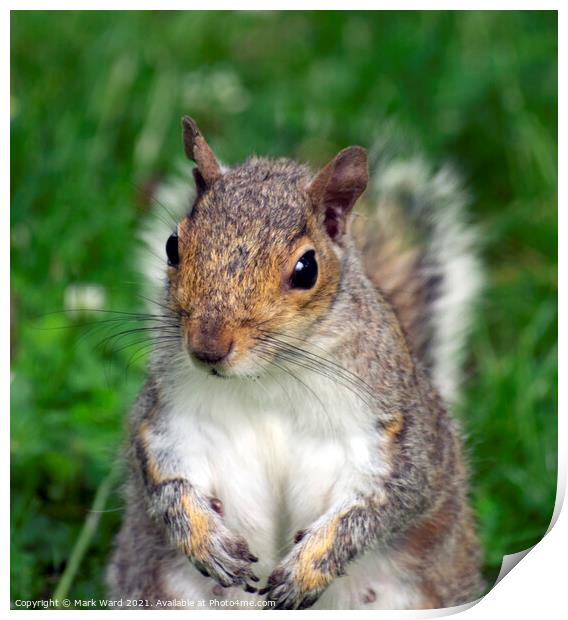 Inquisitive Squirrel. Print by Mark Ward