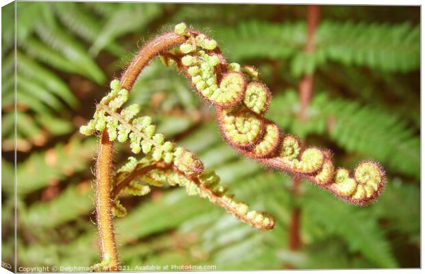 Fern close up  in New Zealand Canvas Print by Delphimages Art