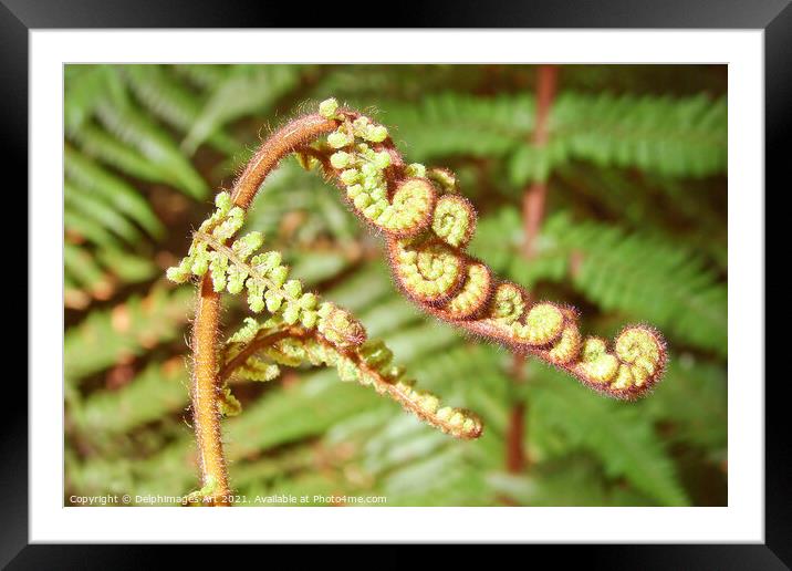 Fern close up  in New Zealand Framed Mounted Print by Delphimages Art