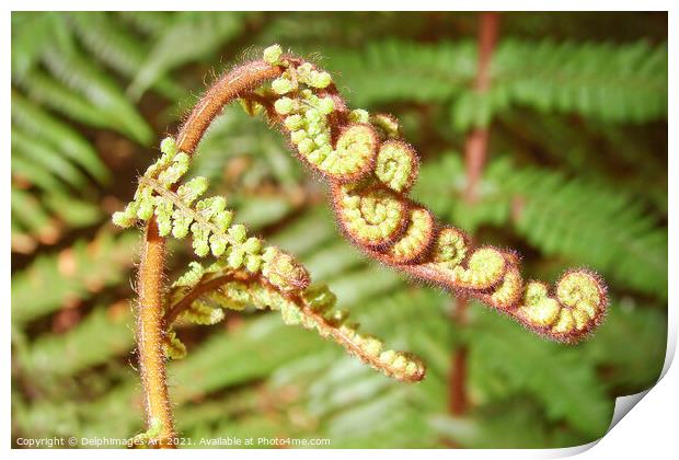 Fern close up  in New Zealand Print by Delphimages Art