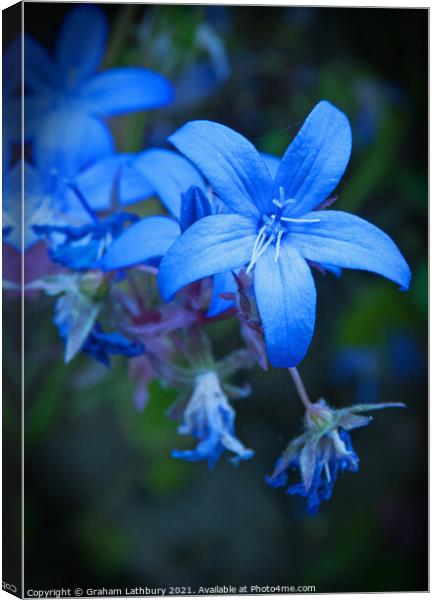 Blue Star Flower Canvas Print by Graham Lathbury